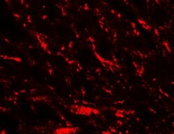 Invitrogen MFN2 Polyclonal Antibody 100 &mu;g; Unconjugated:Antibodies,