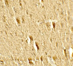 Invitrogen MFN2 Polyclonal Antibody 100 &mu;g; Unconjugated:Antibodies,