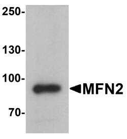 Invitrogen MFN2 Polyclonal Antibody 100 &mu;g; Unconjugated:Antibodies,