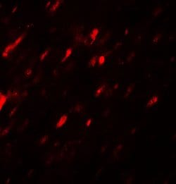 Invitrogen ANGPTL3 Polyclonal Antibody 100 &mu;g; Unconjugated:Antibodies,