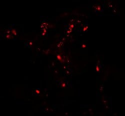 Invitrogen ATG4C Polyclonal Antibody 100 &mu;g; Unconjugated:Antibodies,