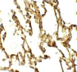 Invitrogen ATG4C Polyclonal Antibody 100 &mu;g; Unconjugated:Antibodies,