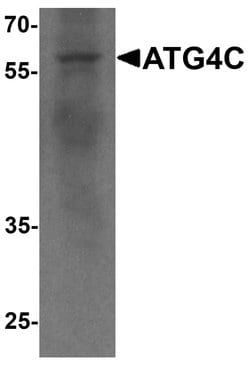 Invitrogen ATG4C Polyclonal Antibody 100 &mu;g; Unconjugated:Antibodies,