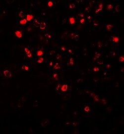 Invitrogen NOX4 Polyclonal Antibody 100 &mu;g; Unconjugated:Antibodies,