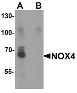 Invitrogen NOX4 Polyclonal Antibody 100 &mu;g; Unconjugated:Antibodies,