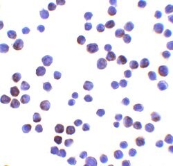 Invitrogen LIN54 Polyclonal Antibody 100 μg; Unconjugated:Antibodies,