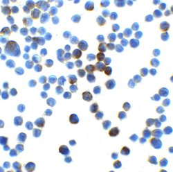Invitrogen LIN54 Polyclonal Antibody 100 μg; Unconjugated:Antibodies,