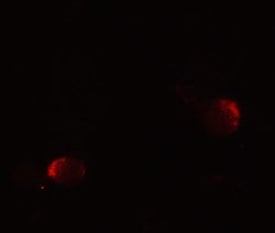 Invitrogen LIN54 Polyclonal Antibody 100 μg; Unconjugated:Antibodies,