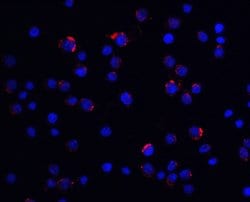 Invitrogen LIN54 Polyclonal Antibody 100 μg; Unconjugated:Antibodies,