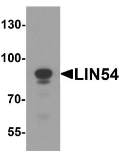 Invitrogen LIN54 Polyclonal Antibody 100 μg; Unconjugated:Antibodies,