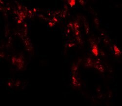Invitrogen UVRAG Polyclonal Antibody 100 μg; Unconjugated:Antibodies,