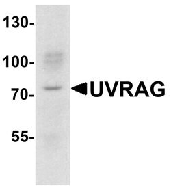 Invitrogen UVRAG Polyclonal Antibody 100 μg; Unconjugated:Antibodies,