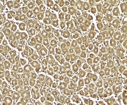 Invitrogen XKR8 Polyclonal Antibody 100 &mu;g; Unconjugated:Antibodies,