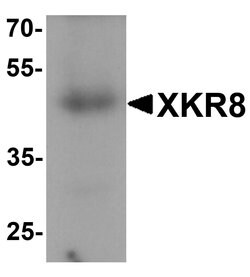 Invitrogen XKR8 Polyclonal Antibody 100 &mu;g; Unconjugated:Antibodies,