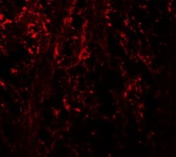 Invitrogen Ninjurin 1 Polyclonal Antibody 100 &mu;g; Unconjugated:Antibodies,