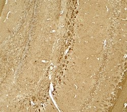 Invitrogen™ Ninjurin 1 Polyclonal Antibody