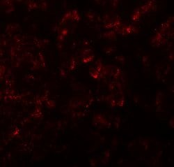 Invitrogen KIRREL2 Polyclonal Antibody 100 &mu;g; Unconjugated:Antibodies,