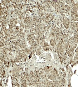 Invitrogen KIRREL2 Polyclonal Antibody 100 &mu;g; Unconjugated:Antibodies,