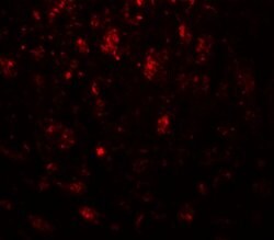 Invitrogen CADM3 Polyclonal Antibody 100 &mu;g; Unconjugated:Antibodies,