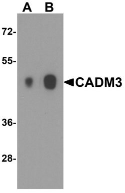 Invitrogen CADM3 Polyclonal Antibody 100 &mu;g; Unconjugated:Antibodies,