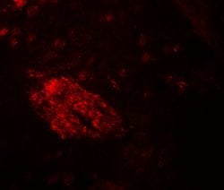 Invitrogen WDR61 Polyclonal Antibody 100 &mu;g; Unconjugated:Antibodies,