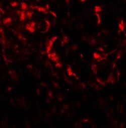 Invitrogen Beclin 2 Polyclonal Antibody 100 &mu;g; Unconjugated:Antibodies,
