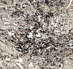 Invitrogen Beclin 2 Polyclonal Antibody 100 &mu;g; Unconjugated:Antibodies,