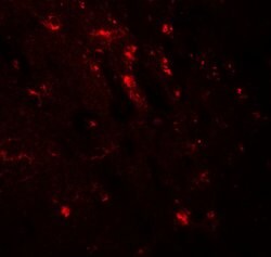 Invitrogen WWC1 Polyclonal Antibody 100 &mu;g; Unconjugated:Antibodies,