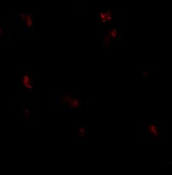 Invitrogen GPRASP1 Polyclonal Antibody 100 &mu;g; Unconjugated:Antibodies,