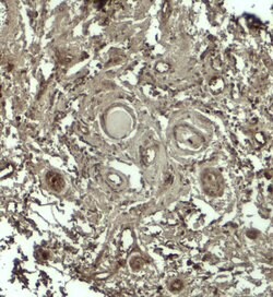 Invitrogen GPRASP1 Polyclonal Antibody 100 &mu;g; Unconjugated:Antibodies,