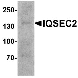 Invitrogen IQSEC2 Polyclonal Antibody 100 &mu;g; Unconjugated:Antibodies,