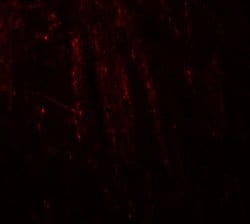 Invitrogen RHOT1 Polyclonal Antibody 100 &mu;g; Unconjugated:Antibodies,