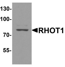 Invitrogen RHOT1 Polyclonal Antibody 100 &mu;g; Unconjugated:Antibodies,