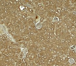 Invitrogen NOSTRIN Polyclonal Antibody 100 &mu;g; Unconjugated:Antibodies,