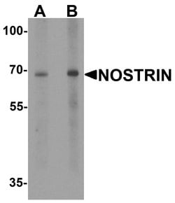 Invitrogen NOSTRIN Polyclonal Antibody 100 &mu;g; Unconjugated:Antibodies,