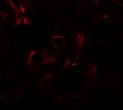 Invitrogen EDA Polyclonal Antibody 100 &mu;g; Unconjugated:Antibodies,