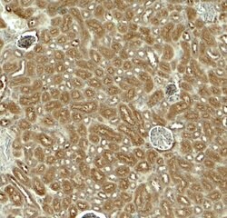 Invitrogen EDA Polyclonal Antibody 100 &mu;g; Unconjugated:Antibodies,