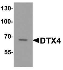 Invitrogen DTX4 Polyclonal Antibody 100 &mu;g; Unconjugated:Antibodies,