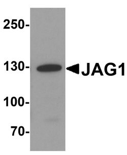 Jagged1 Polyclonal Antibody:Antibodies, Polyclonal