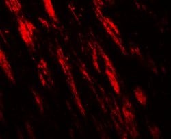 Invitrogen PJA Polyclonal Antibody 100 &mu;g; Unconjugated:Antibodies,