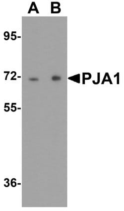 Invitrogen PJA Polyclonal Antibody 100 &mu;g; Unconjugated:Antibodies,