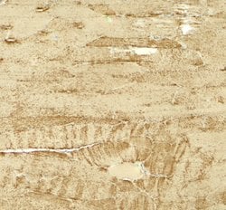 Invitrogen MYH8 Polyclonal Antibody 100 &mu;g; Unconjugated:Antibodies,