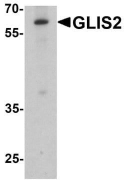 Invitrogen GLIS2 Polyclonal Antibody 100 &mu;g; Unconjugated:Antibodies,