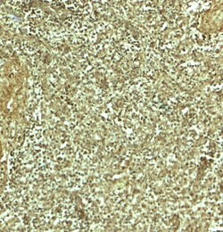 Invitrogen ADRM1 Polyclonal Antibody 100 &mu;g; Unconjugated:Antibodies,