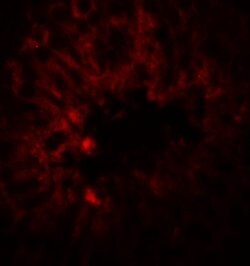 Invitrogen SOX4 Polyclonal Antibody 100 &mu;g | Buy Online | Invitrogen&trade; | Fisher Scientific