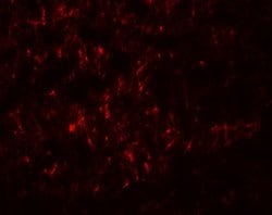 Invitrogen PMAT Polyclonal Antibody 100 &mu;g; Unconjugated:Antibodies,