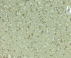 Invitrogen PMAT Polyclonal Antibody 100 &mu;g; Unconjugated:Antibodies,