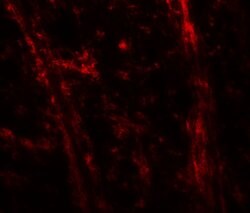 Invitrogen TENM3 Polyclonal Antibody 100 &mu;g; Unconjugated:Antibodies,