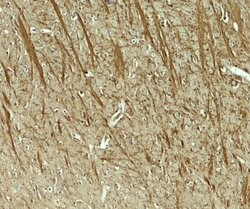 Invitrogen TENM3 Polyclonal Antibody 100 &mu;g; Unconjugated:Antibodies,