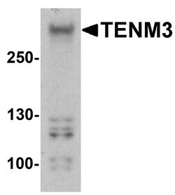 Invitrogen TENM3 Polyclonal Antibody 100 &mu;g; Unconjugated:Antibodies,